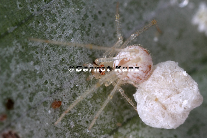 Theridiidae_indet__9.jpg