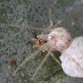 Theridiidae indet  9