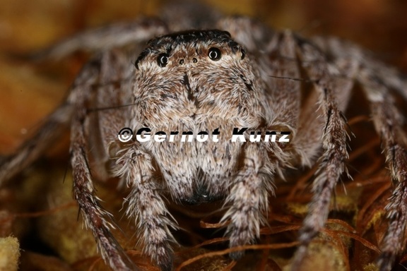 Thomisidae indet 10 2