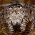 Thomisidae indet 10 2