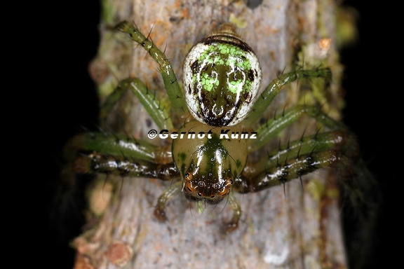 Thomisidae indet  3 2