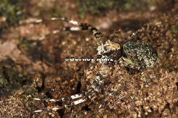 Thomisidae indet  6 2