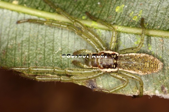 Thomisidae indet  8 2