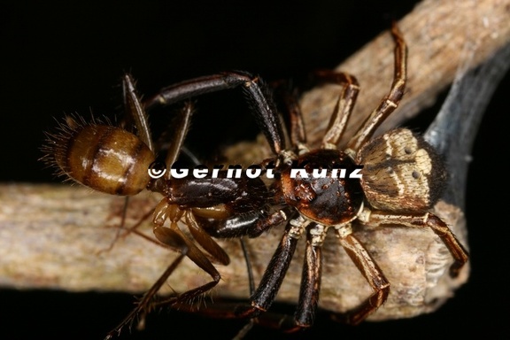 Thomisiidae1