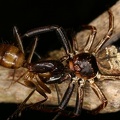 Thomisiidae1
