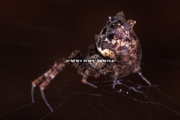 Uloboridae 2 2