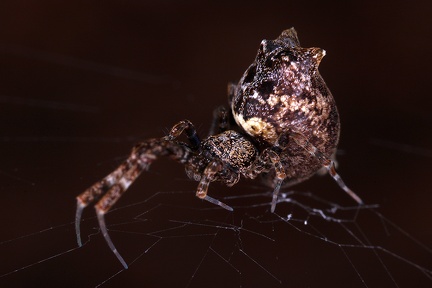 Uloboridae 2 2