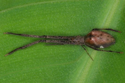 Uloboridae 3