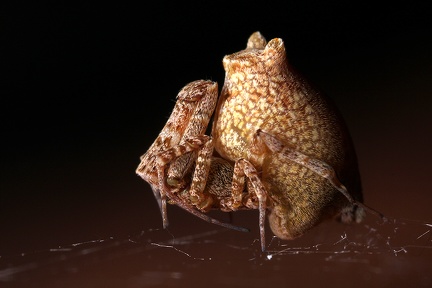 Uloboridae 5 2
