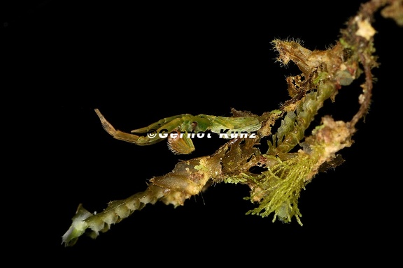 Uloboridae indet  7 3