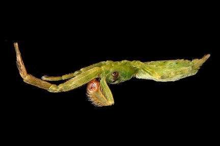 Uloboridae indet  8 2