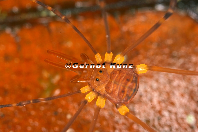 Cosmetidae_Juv__indet__6_2.jpg