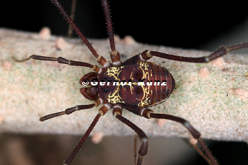 Cosmetidae_indet__4_2.jpg