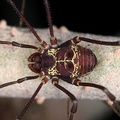 Cosmetidae indet  4 2