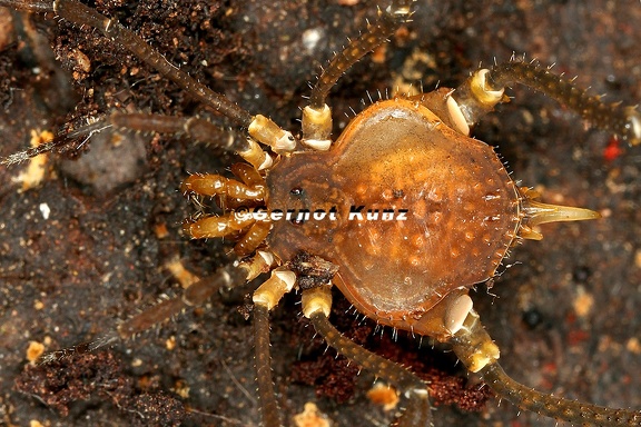 Glysterus sp  12 3