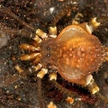 Glysterus sp  12 3