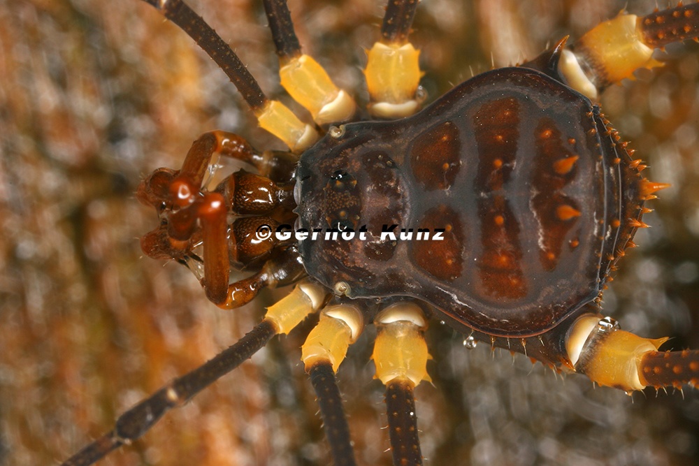 Glysterus sp   2 1