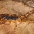 Scorpiones1