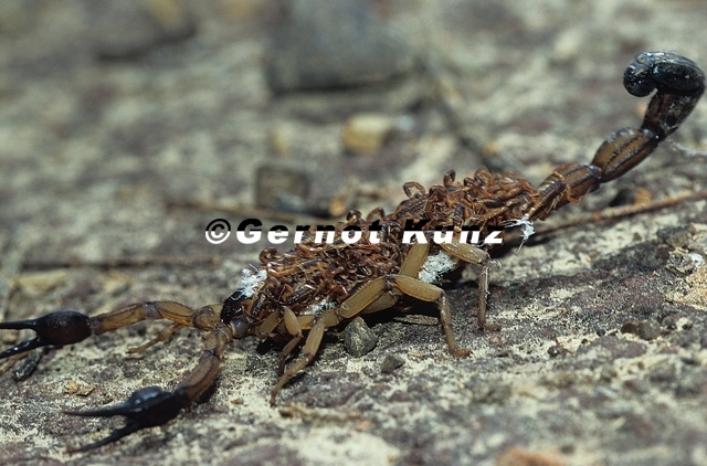 Scorpiones10.jpg