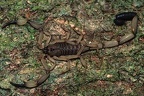 Scorpiones4