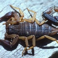 Scorpiones5