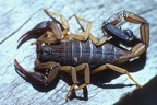 Scorpiones5