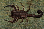 Scorpiones6