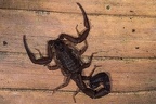 Scorpiones7