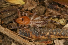 Ammotrecha stolli cf  Ammotrechidae 1
