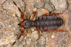 Sulifugae indet  1 2