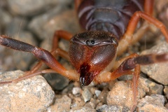 Sulifugae indet  2 3