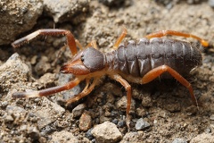 Sulifugae indet  3 2