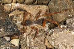 Sulifugae indet  5 2