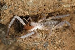 Sulifugae indet  6 2