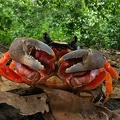 Gecarcinus quadratus  Halloween crab 2 2