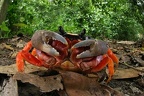 Gecarcinus quadratus  Halloween crab 2 2