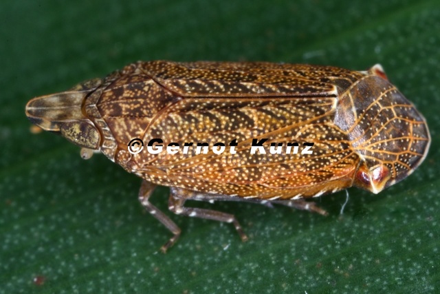 Koloptera_longiceps_6_2.JPG