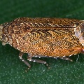 Koloptera longiceps 6 2