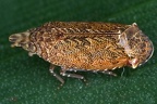 Koloptera longiceps 6 2
