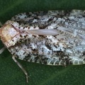 Mycarini 1