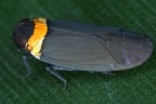 Plectoderes collaris 4 2