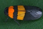 Plectoderes flavovittata 1 2