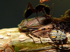 Aetalion reticulatum  Aetalionidae  Aetalioninae 1