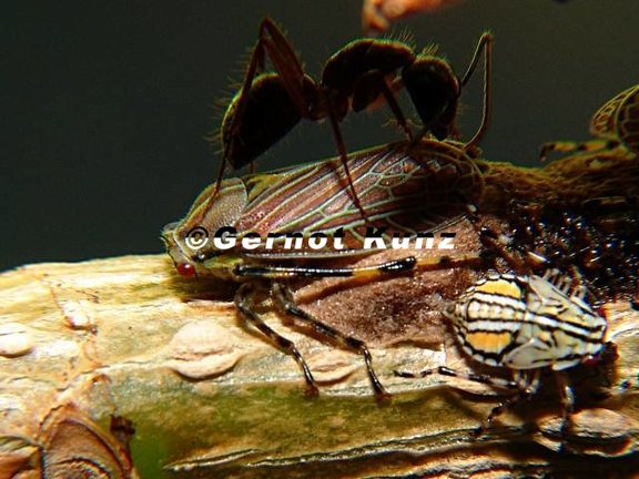 Aetalion reticulatum  Aetalionidae  Aetalioninae 1