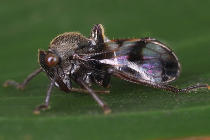 Lophyraspis  Gerridius  muscaria  Fabricius  1803 1 2v
