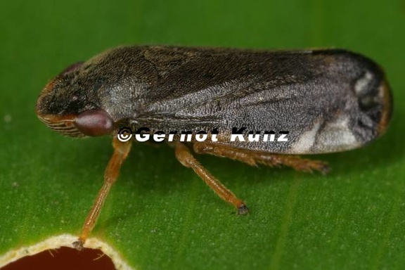 Microsargane 3