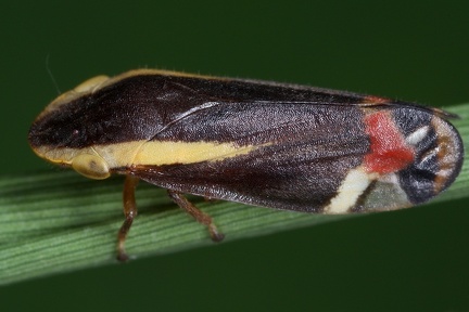 Microsargane vittata2
