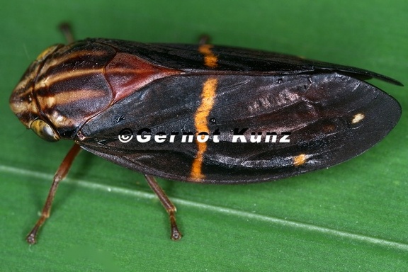Sphodroscarta gigas