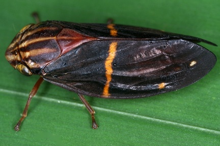Sphodroscarta gigas