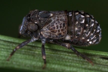 Bruchomorpha costaricensis f